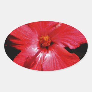 Sticker Ovale Fleur d'Hibiscus rouge rose chaud sur noir