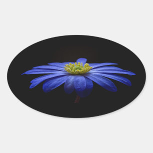 Sticker Ovale Fleur Gerbera Blue Daisy sur un arrière - plan noi