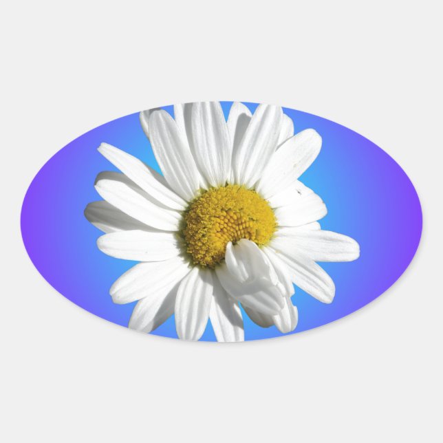 Sticker Ovale Fleur marguerite blanche Flore pourpre Bleu Dégrad (Devant)