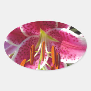 Sticker Ovale Fleur rose rose rose rose fleur rose fleur tropica