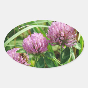 Sticker Ovale Fleur sauvage de trèfle rose - Trifolium pratense