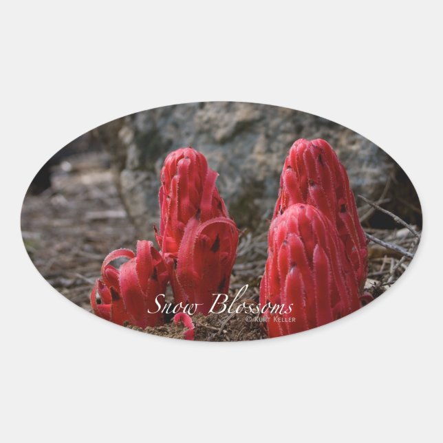 Sticker Ovale Fleurs de neige (Devant)