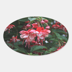 Sticker Ovale Fleurs fuchsia rouge & blanc en fleurs dans le jar