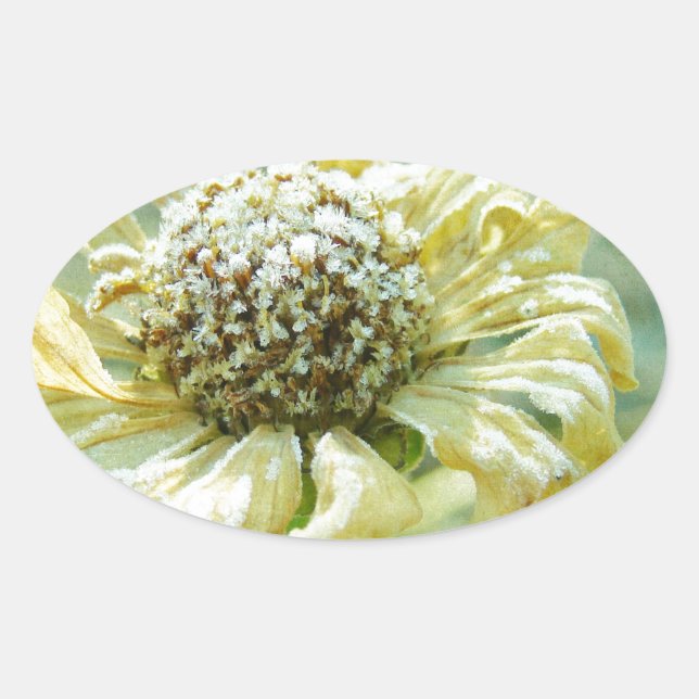 Sticker Ovale Frosty Zinna (Devant)