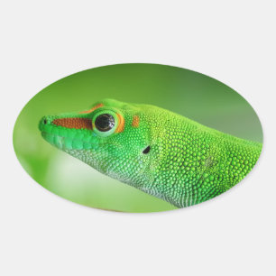 Sticker Ovale Gecko Géant de la Journée Verte - Phelsuma grandis
