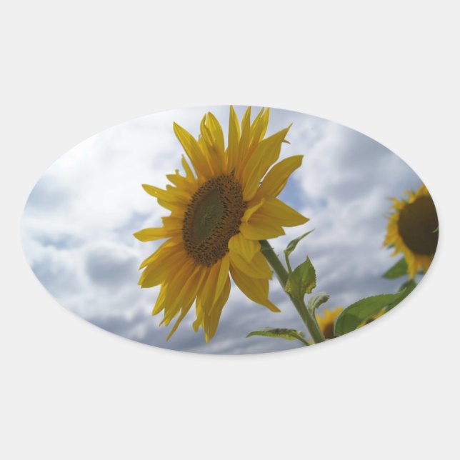 Sticker ovale glorieux du tournesol (Devant)