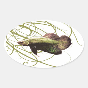 Sticker Ovale Gold Betta Siamese Poisson de combat