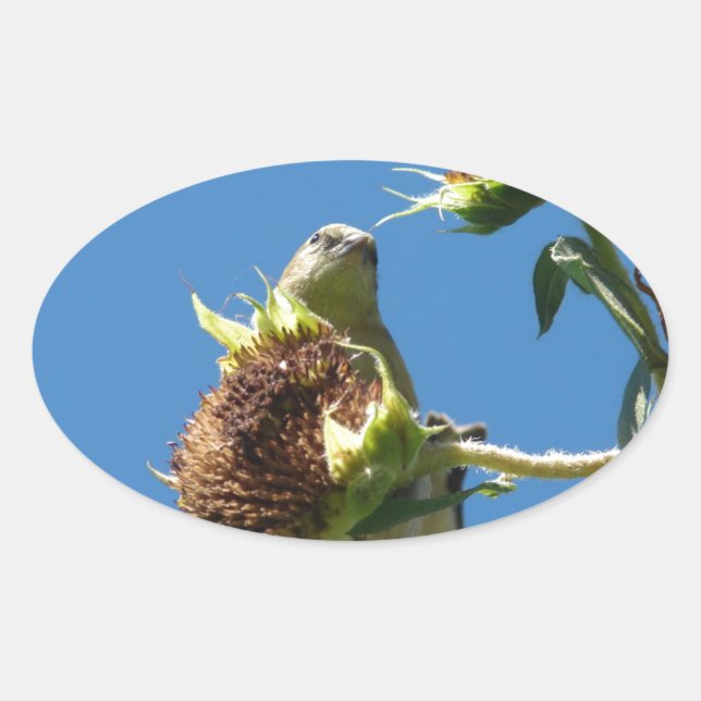 Sticker Ovale Goldfinch (Devant)