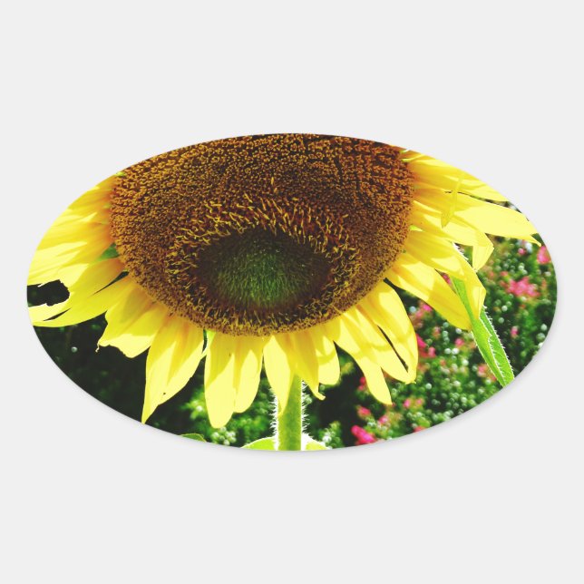 Sticker Ovale Grand tournesol jaune (Devant)