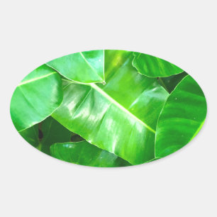 Sticker Ovale Green feuille Palm Leaf feuillage tropical jungle