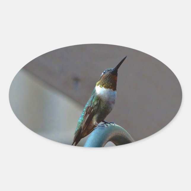 Sticker Ovale Green ruby little hummingbird (Devant)