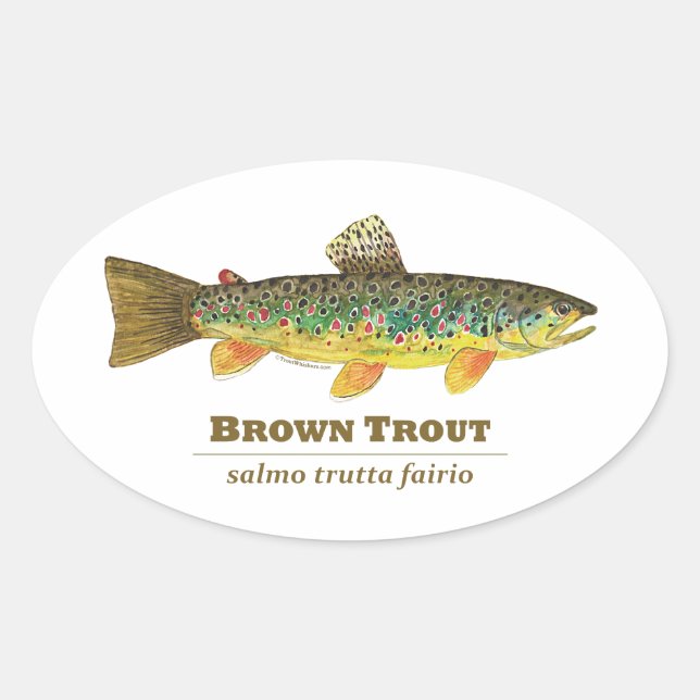 Sticker Ovale Ichthyologie latine Brown (Devant)