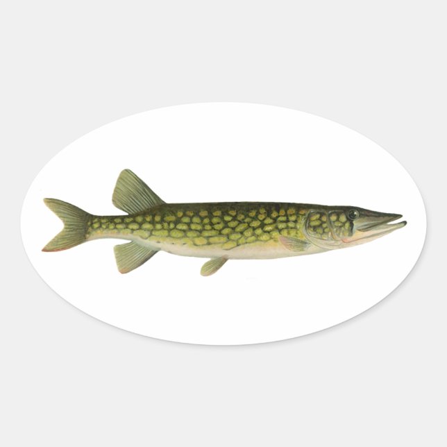 Sticker Ovale Illustration de Pickerel en chaîne (Devant)