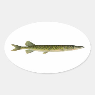 Sticker Ovale Illustration de Pickerel en chaîne
