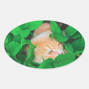Sticker Ovale Impression de phot du chat de point de vue mignon
