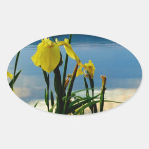 Sticker Ovale Iris jaune à Lake Shore