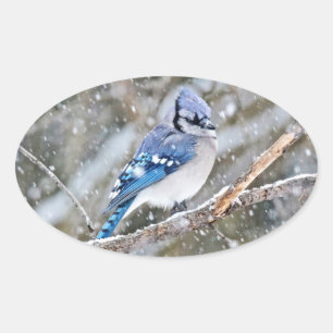Sticker Ovale Jay bleu dans une tempête de neige