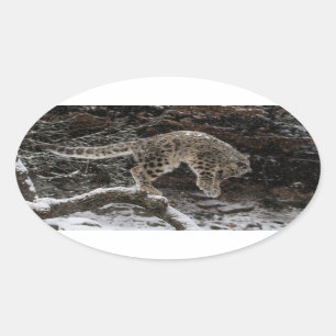 Sticker Ovale Le léopard de neige CUB sautent