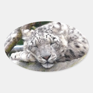 Sticker Ovale Léopard de neige - beau !