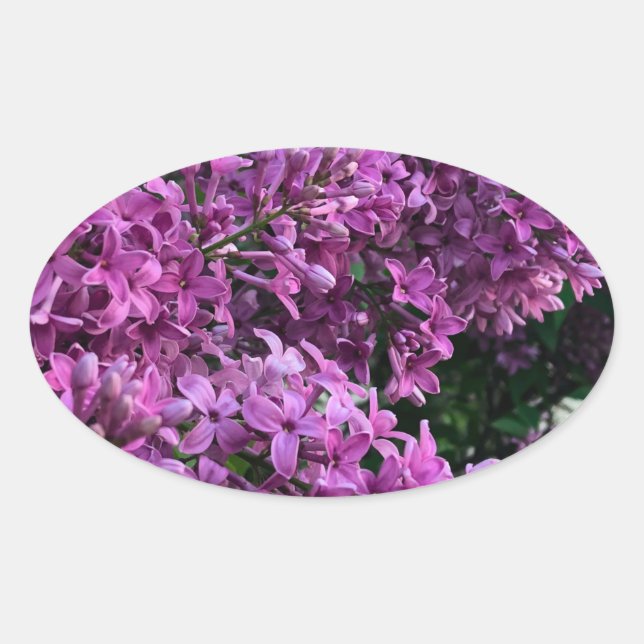 Sticker Ovale lilas rose violet | photo florale rose romantique (Devant)