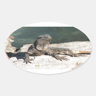 Sticker Ovale Lizard