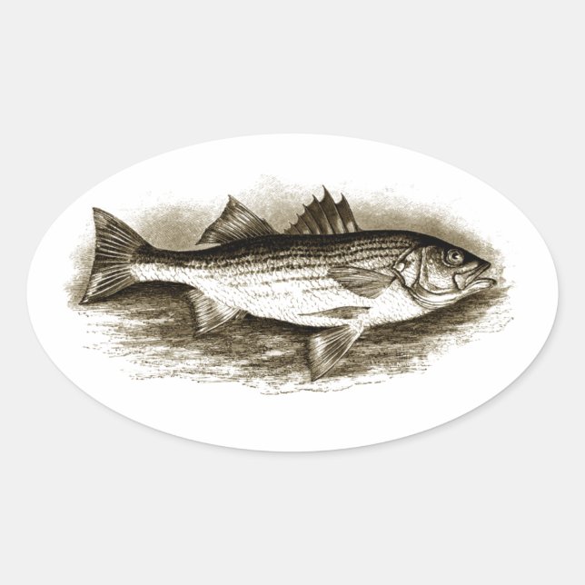 Sticker Ovale Logo de basse rayée (vintage) (Devant)