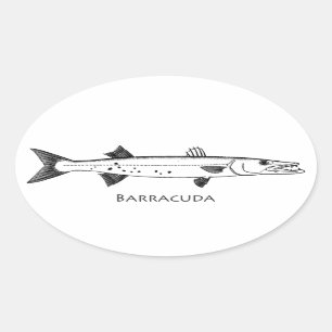 Sticker Ovale Logo Great Barracuda