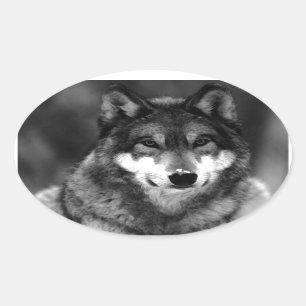 Sticker Ovale Loup