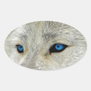 Sticker Ovale Loup blanc d'Oeil bleu