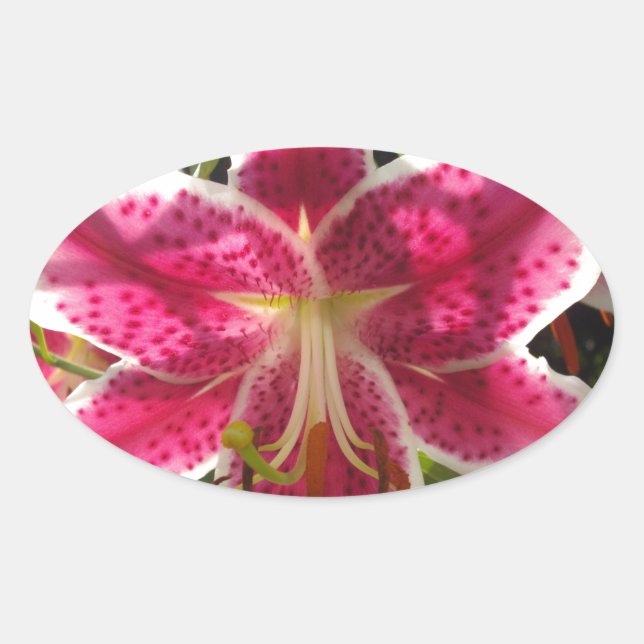 Sticker Ovale Lys roses fleurs tropicales roses rose (Devant)