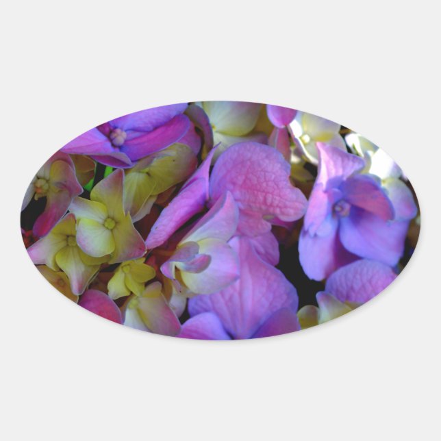 Sticker Ovale Magenta Purple bleu jaune Hydrangeas fleurs (Devant)