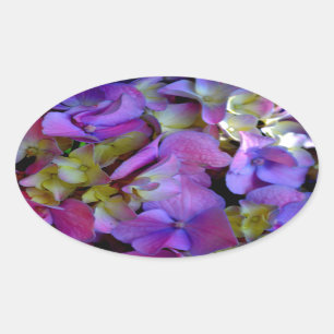 Sticker Ovale Magenta Purple bleu jaune Hydrangeas fleurs