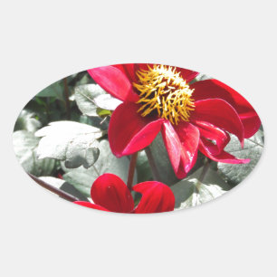 Sticker Ovale marguerite rose chaud rouge / marguerites fleurs