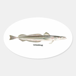 Sticker Ovale Merluches argentées - merlans