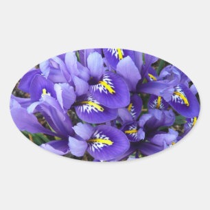Sticker Ovale Miniature Bleu Irises Printemps Floral