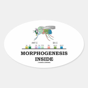 Sticker Ovale Morphogenèse à l'intérieur de Drosophila Fruit Gèn