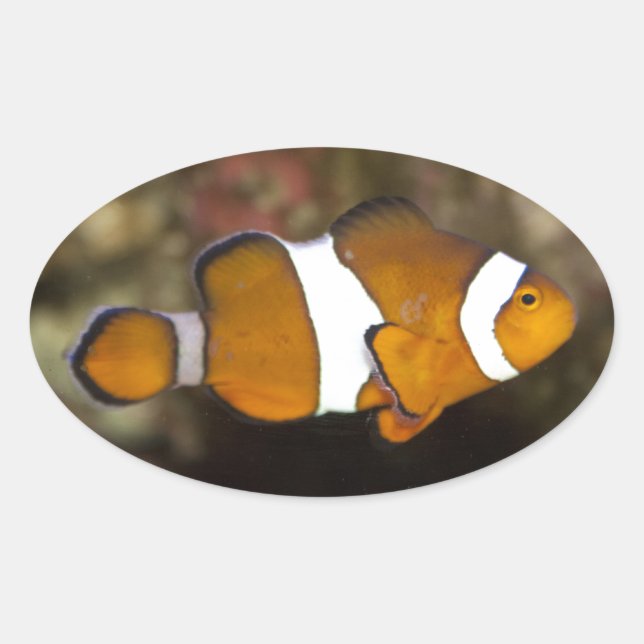 Sticker Ovale Ocellaris Clowfish (Devant)