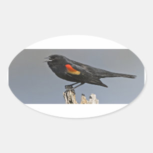 Sticker Ovale Oiseau noir à ailes rouges
