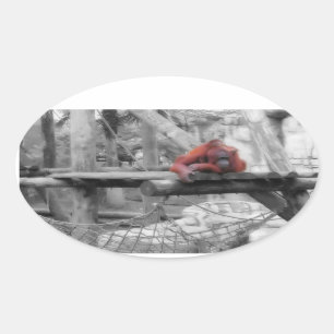 Sticker Ovale Orang-outan de mère et de bébé