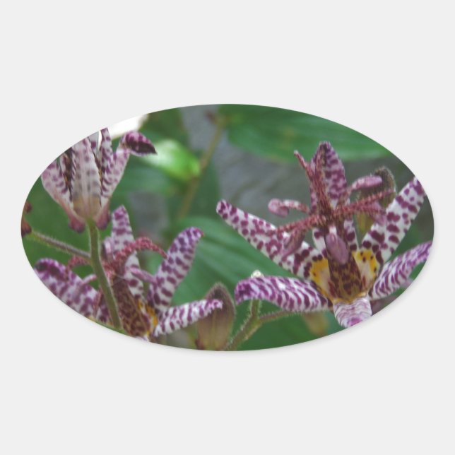 Sticker Ovale Orchidée blanche rayée violette rose comme lys de  (Devant)