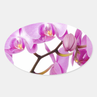 Sticker Ovale orchids-flowers.jpg