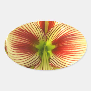 Sticker Ovale Papillon Amaryllis