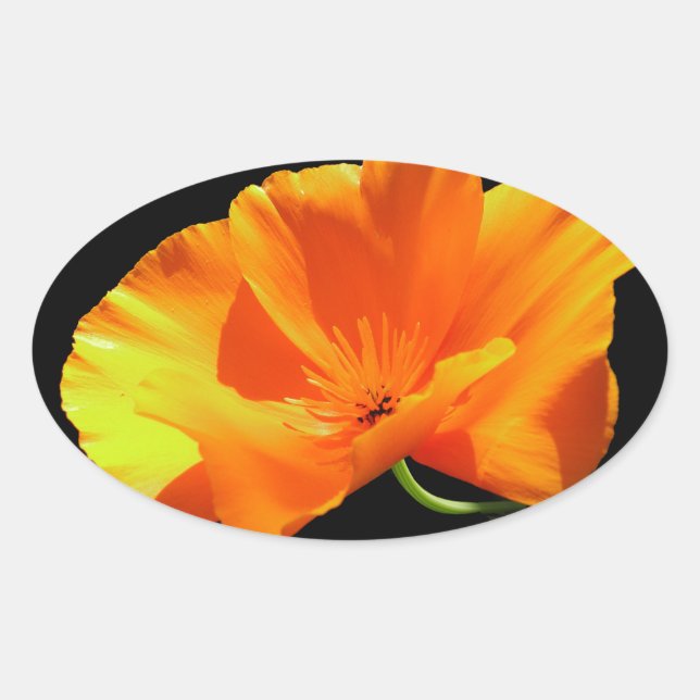 Sticker Ovale Pavot de Californie (Devant)