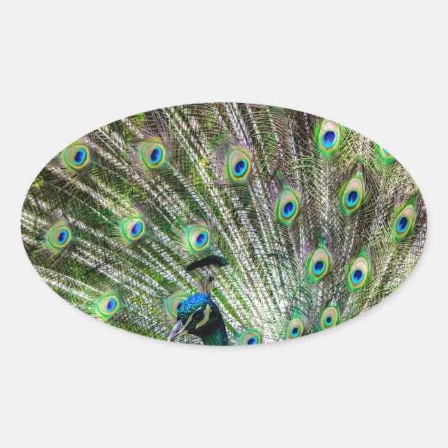 Sticker Ovale Peacock étonnant et plumes accessoires photo (Devant)