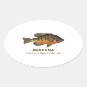 Sticker Ovale Pêche de brème de poisson de soleil