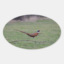 Pheasant
