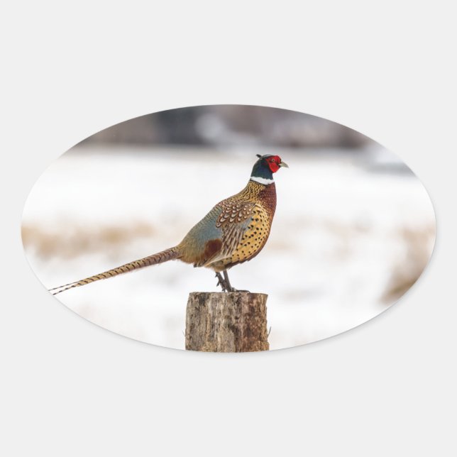 Sticker Ovale Pheasant (Devant)