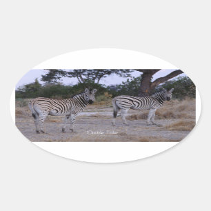 Sticker Ovale Photo Zebra Double Take
