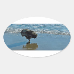 Sticker Ovale Photographie de Keeshond Ballet - Beau art origina