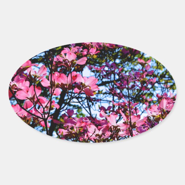Sticker Ovale Pink flowering Dogwood tree (Devant)